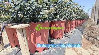 pot de culture de myrtilles